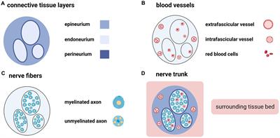 Nerve trunk healing and neuroma formation after nerve transection injury